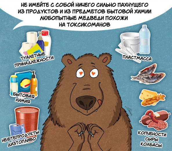 Факты которые нужно знать о медведях