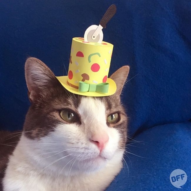 Кот в бумажных шляпах