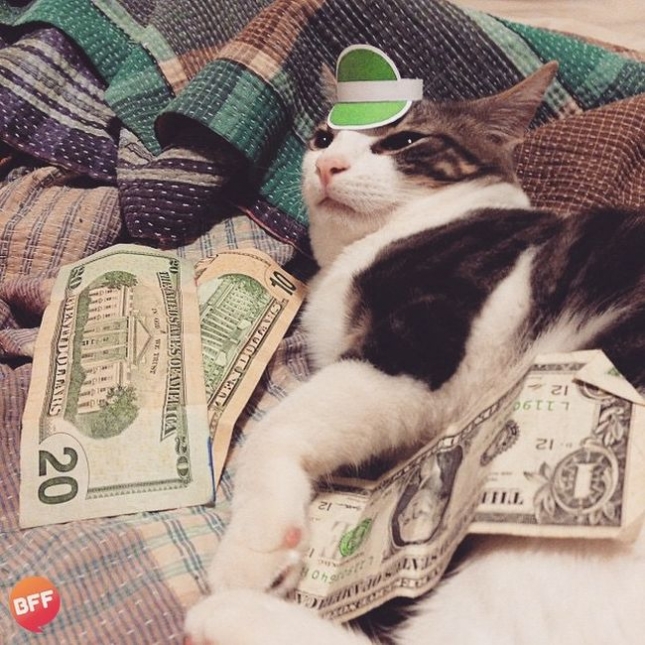 Кот в бумажных шляпах
