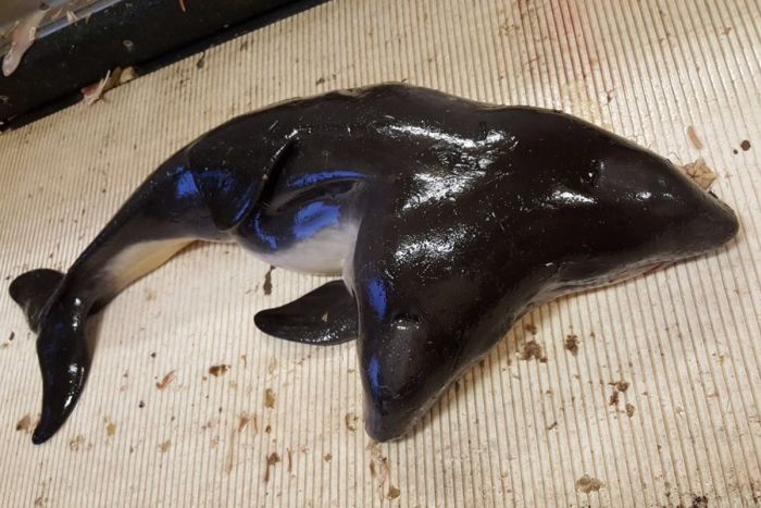 В Северном море выловили двуглавую морскую свинью