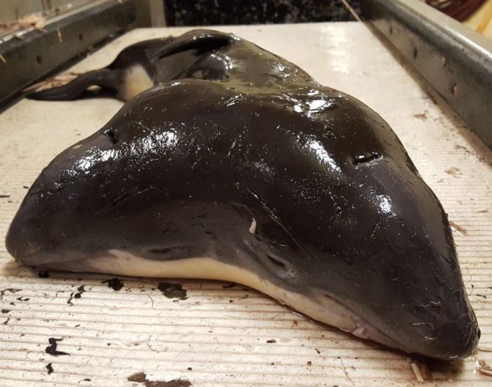 В Северном море выловили двуглавую морскую свинью