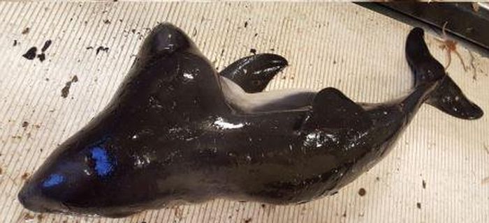 В Северном море выловили двуглавую морскую свинью