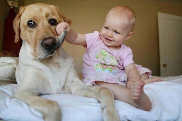 Почему необходимо завести собаку для ребенка