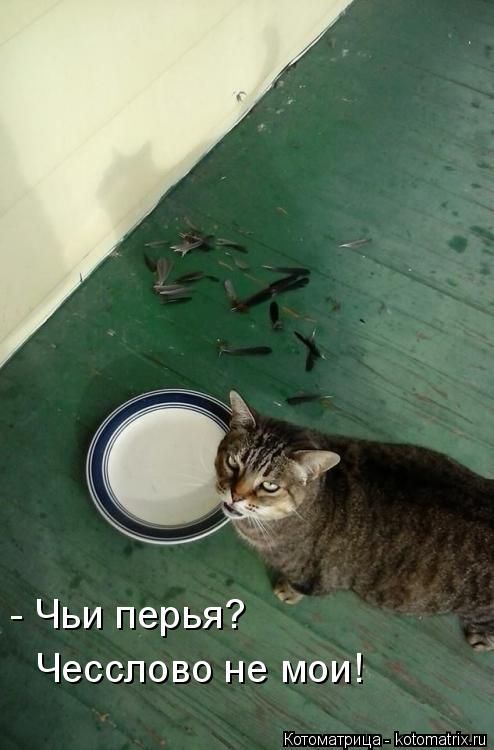 Лучшие котоматрицы недели