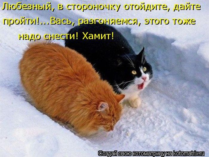 Лучшие котоматрицы недели