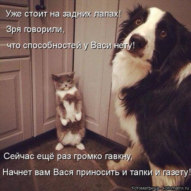 Лучшие котоматрицы недели