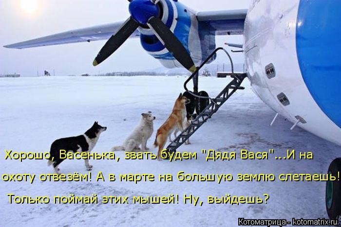 Лучшие котоматрицы недели