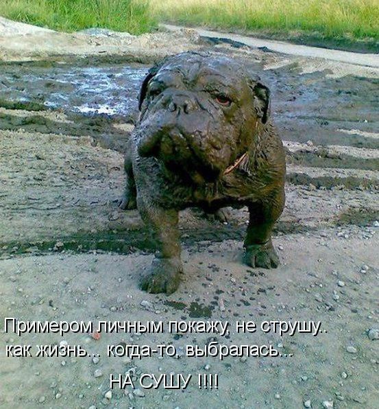 Лучшие котоматрицы недели