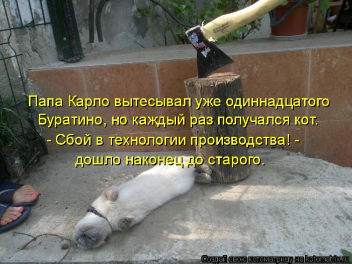 Лучшие котоматрицы недели