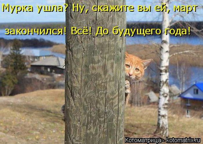 Лучшие котоматрицы недели