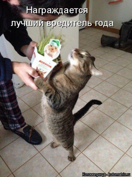Лучшие котоматрицы недели