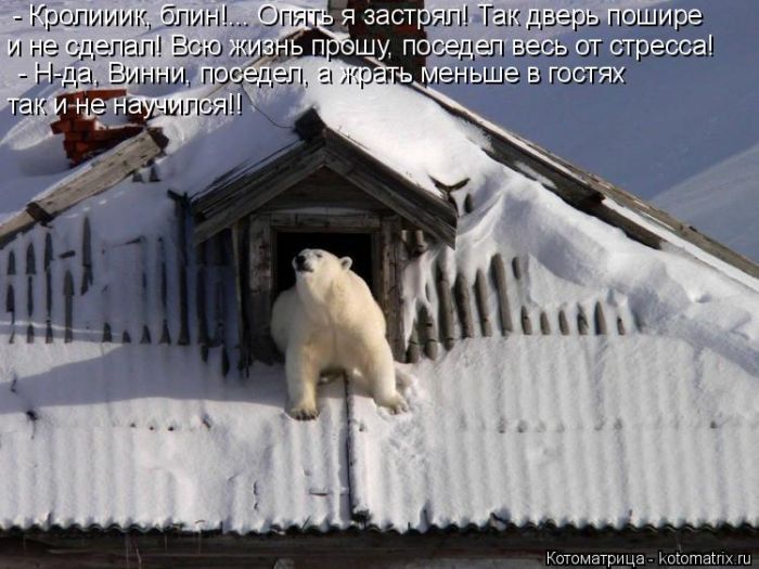 Лучшие котоматрицы недели