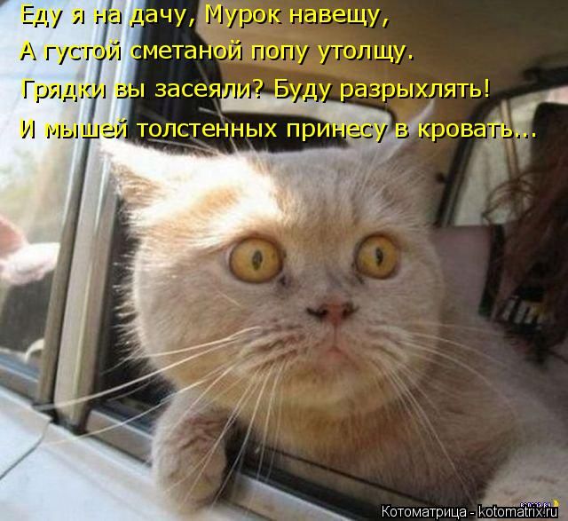 Лучшие котоматрицы недели