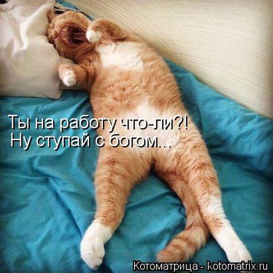 Лучшие котоматрицы недели