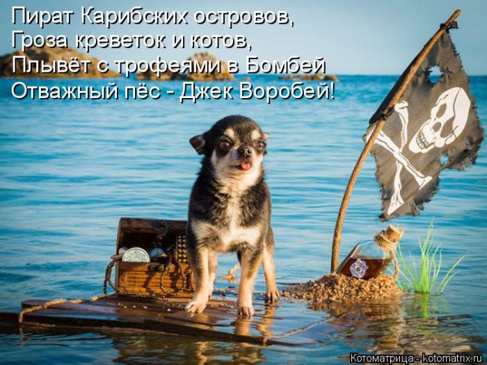 Лучшие котоматрицы недели