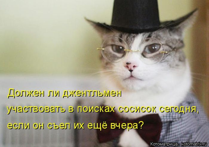 Лучшие котоматрицы недели