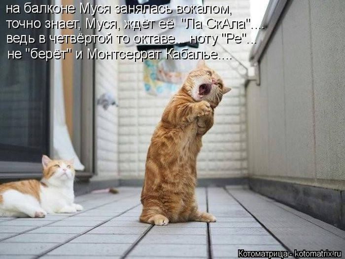 Лучшие котоматрицы недели
