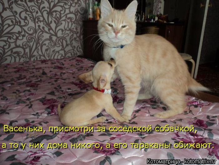 Лучшие котоматрицы недели