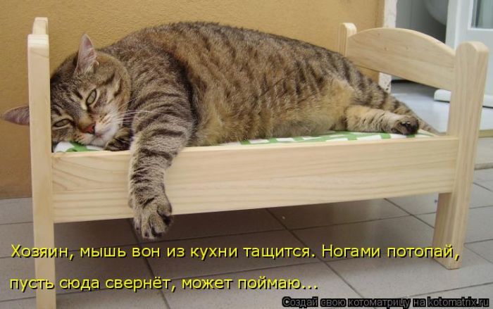 Лучшие котоматрицы недели