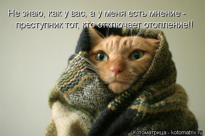 Лучшие котоматрицы недели