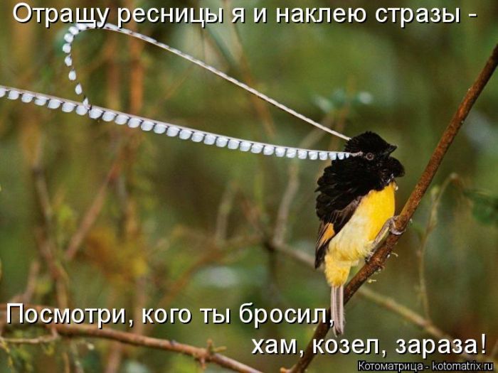 Лучшие котоматрицы недели