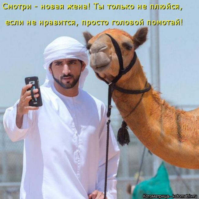 Лучшие котоматрицы недели