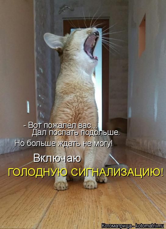 Лучшие котоматрицы недели