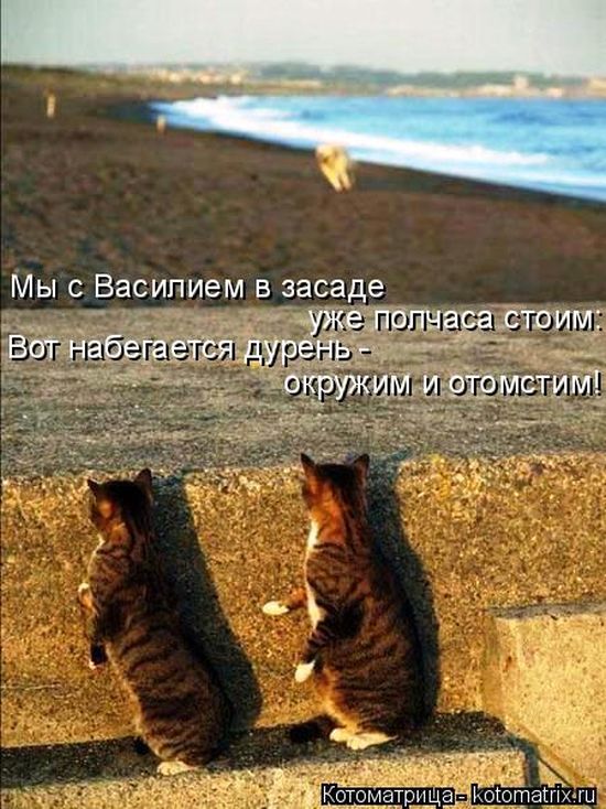 Лучшие котоматрицы недели