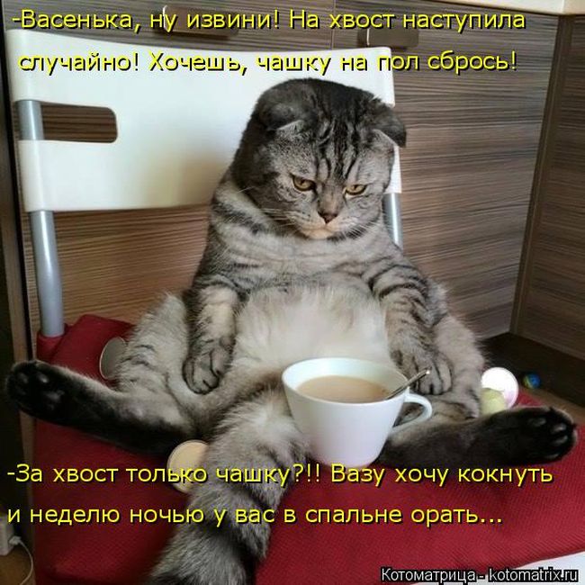 Лучшие котоматрицы недели