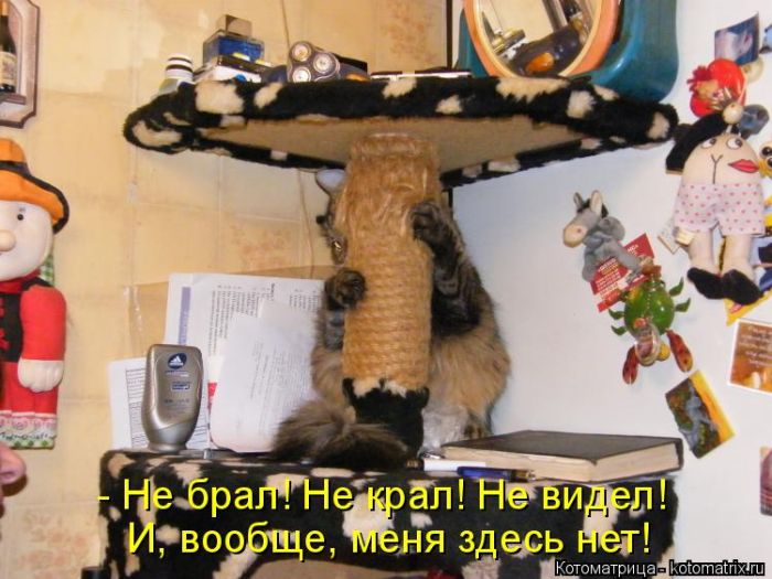Лучшие котоматрицы недели