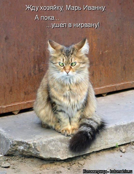 Лучшие котоматрицы недели