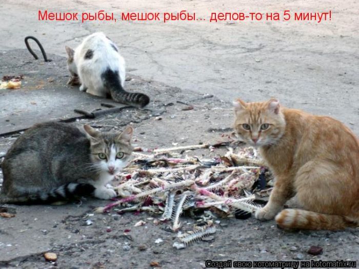 Лучшие котоматрицы недели