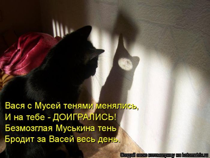 Лучшие котоматрицы недели