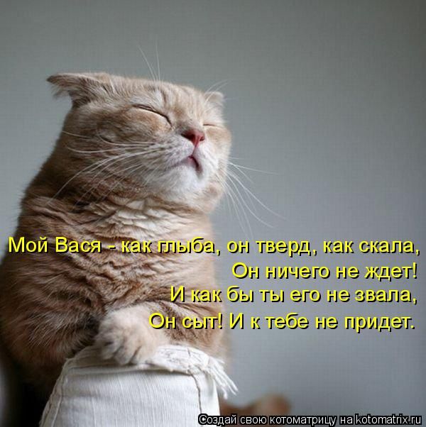 Лучшие котоматрицы недели