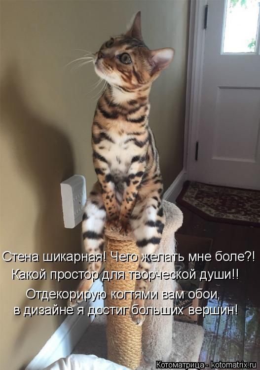 Лучшие котоматрицы недели
