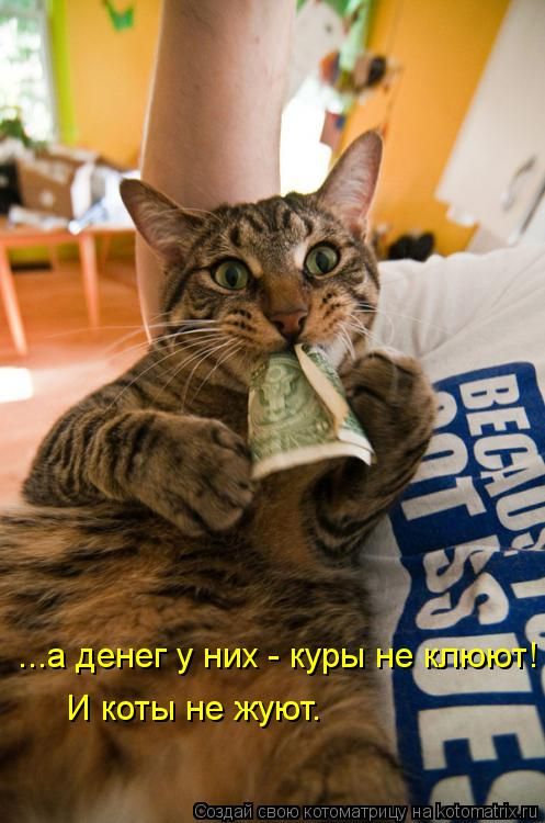 Лучшие котоматрицы недели