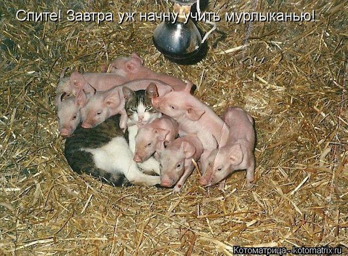 Лучшие котоматрицы недели