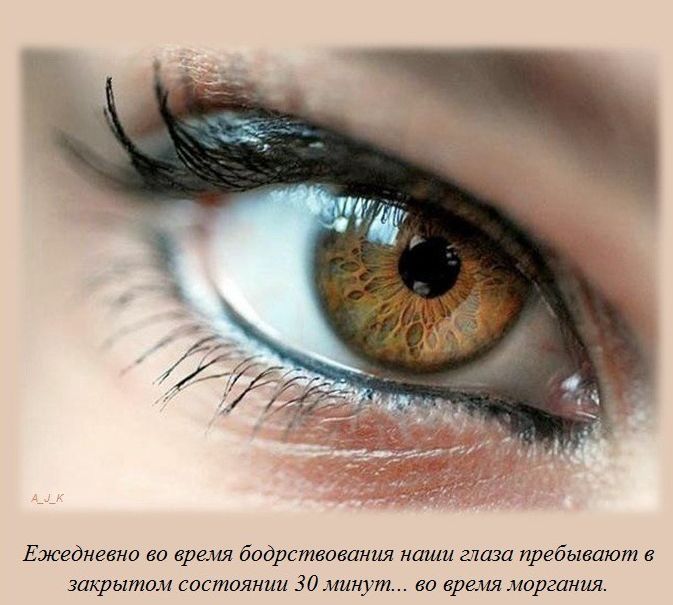 Интересные факты обо всем