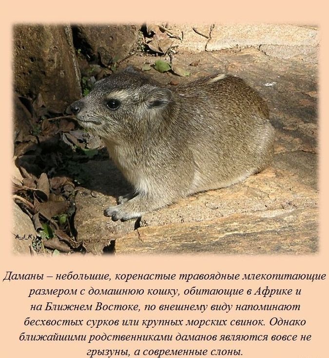 Интересные факты обо всем