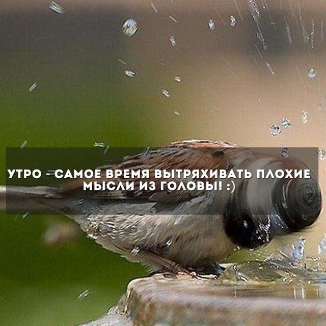 Порция картинок