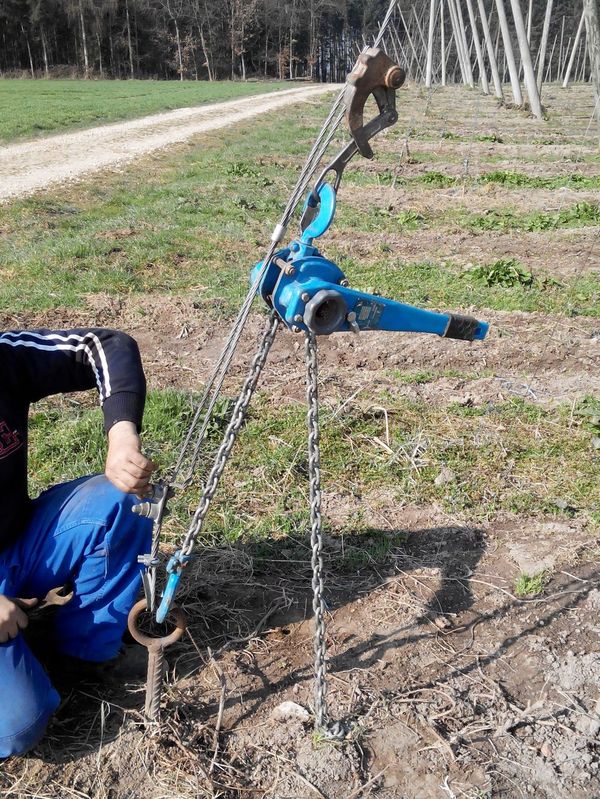 Баварский хмель и как его выращивают