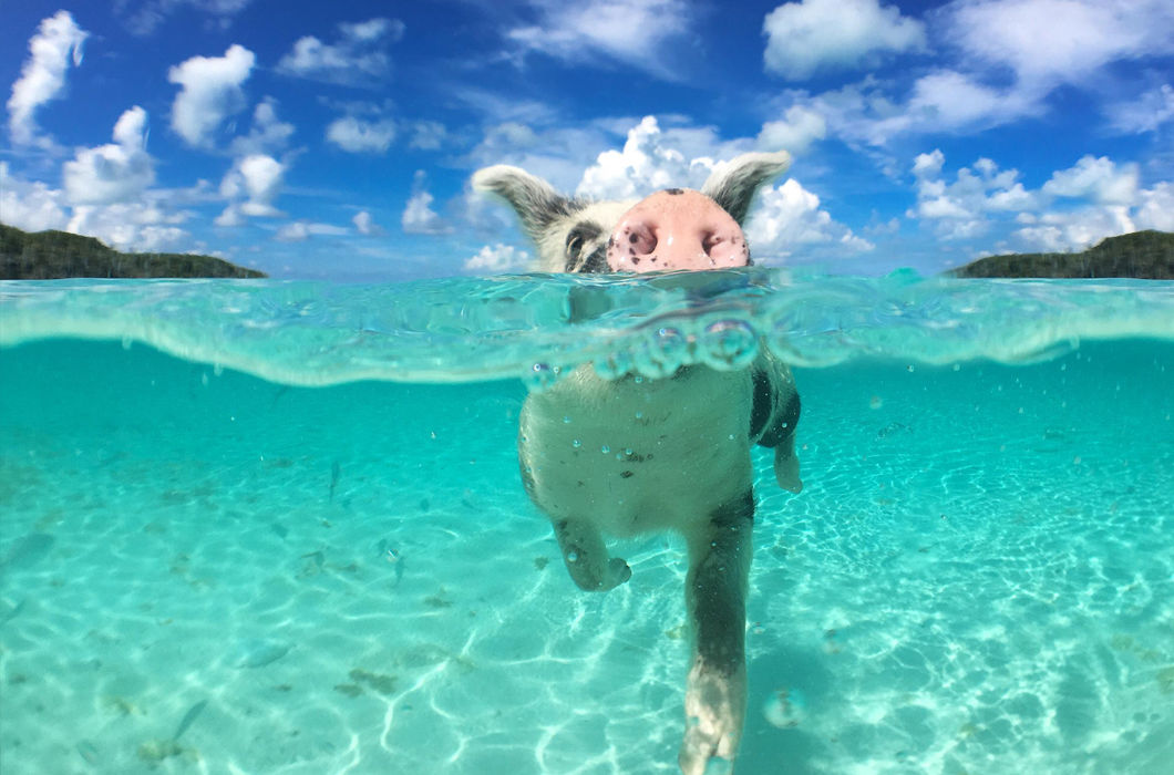 Фотоподборка сухопутных животных, застигнутых за плаванием