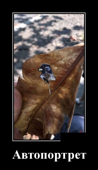 Демотиваторы