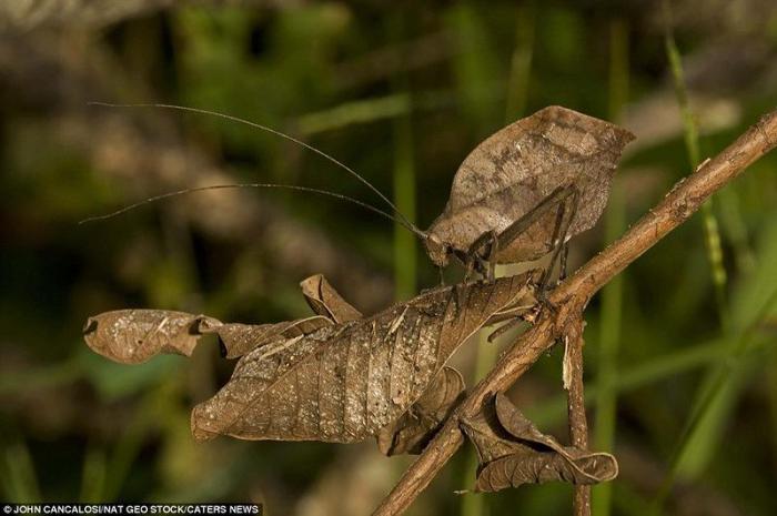 Мастера маскировки живой природы (17 фото)