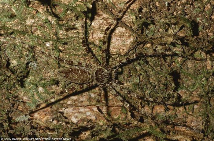 Мастера маскировки живой природы (17 фото)