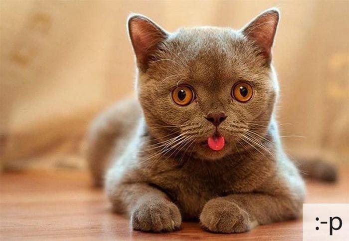 Котосмайлики (23 фото)
