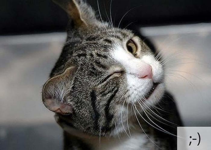 Котосмайлики (23 фото)