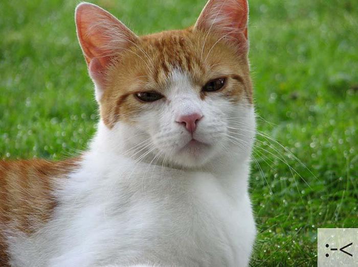 Котосмайлики (23 фото)