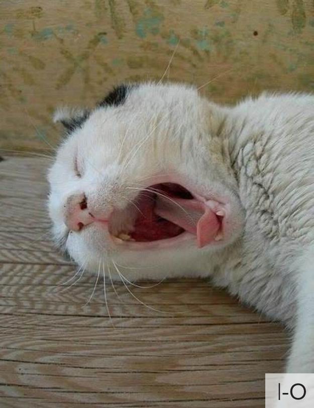 Котосмайлики (23 фото)