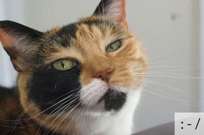 Котосмайлики (23 фото)